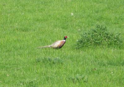 Pheasant beside the road.