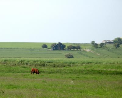Cow in field.