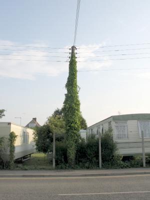 Power pole is under this ivy.