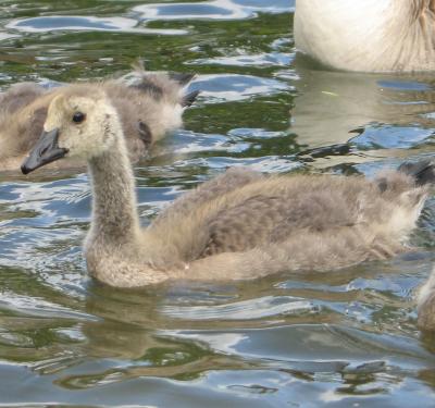 Young Canada goose.