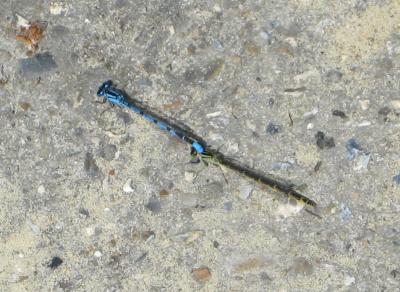 Blue meets green, what colour the offspring ?