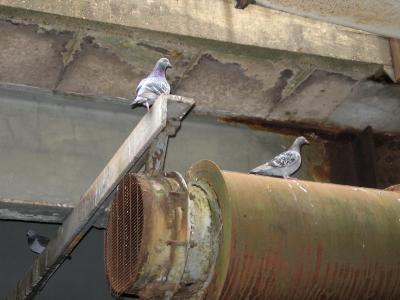 Pigeons on the pipes.