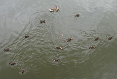 13 ducklings.