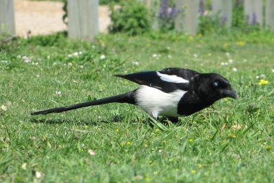 Magpie gives me the evil eye.