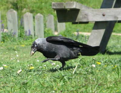 A Jackdaw  eating my biscuit.