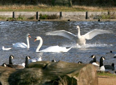 Swans in Bushy Park.