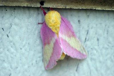 Pink Moth