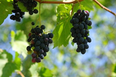 Kakhetian grapes