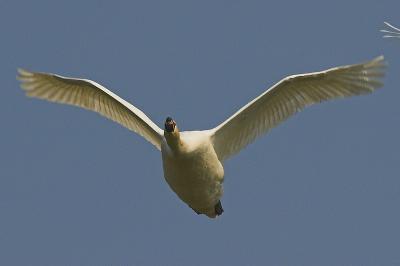 £abêdŸ niemy (Cygnus olor)