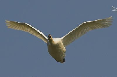 abd niemy (Cygnus olor)