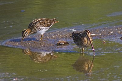 Bekas (Gallinago gallinago)