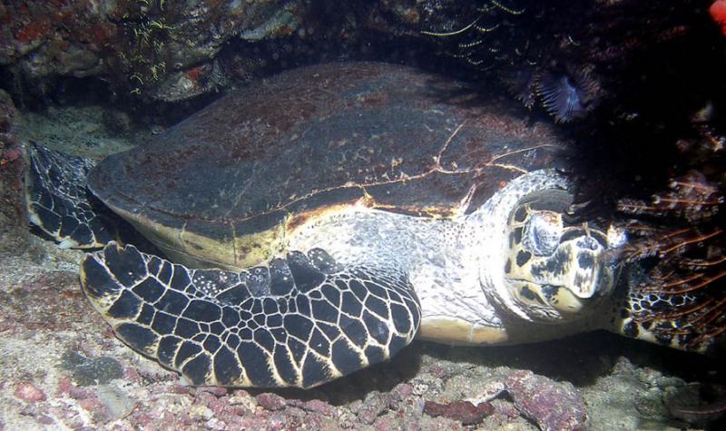 Sleeping Hawksbill Turtle