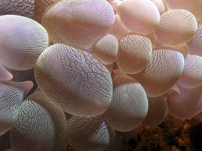 Bubble Coral