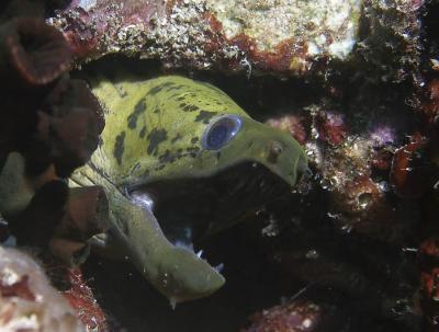 Spot-face Moray (Gymnothorax fimbriatus)