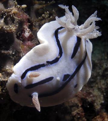 Chromodoris willani