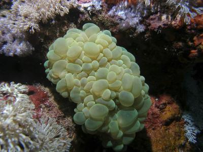 Grape Coral