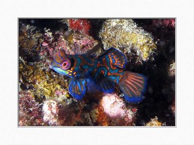 Synchiropus splendidus (Mandarinfish)