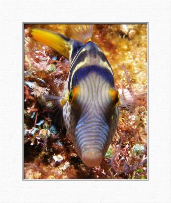 Canthigaster valentini (Saddled Toby)