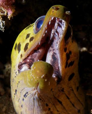 Spot-face Moray (Gymnothorax fimbriatus)