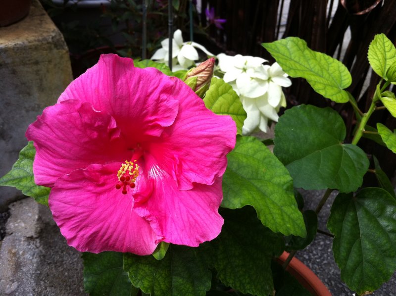 Pink Hibiscus