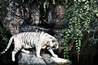 Wildlife:White Tiger