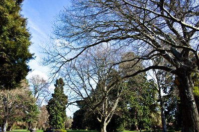 The hands of the Tree