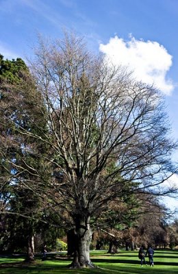 Naked Tree II