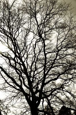 Naked Tree