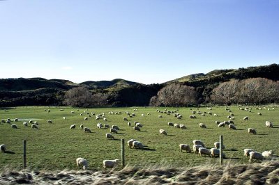 Baa, Baa