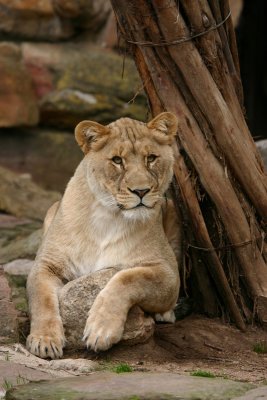 Lioness in Repose (original image)
