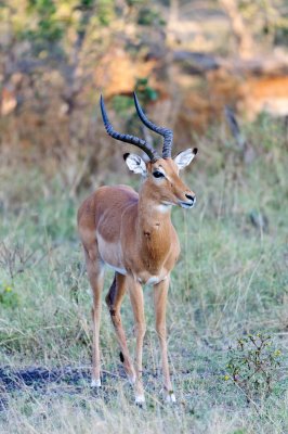 Impala-3.jpg