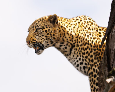 Leopard-4.jpg