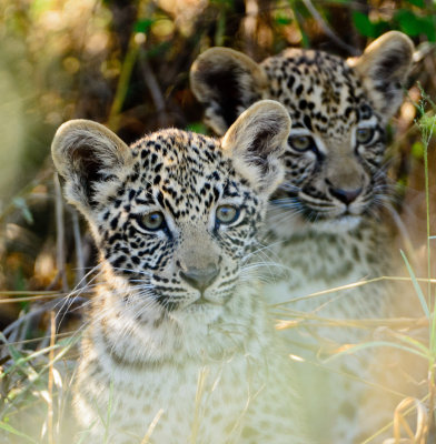 Little Leopards