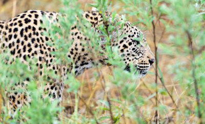 Hunting Leopard