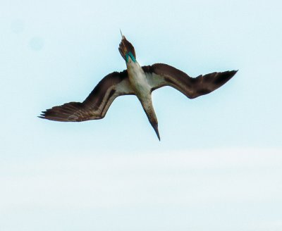 Diving Blue-footed Booby
