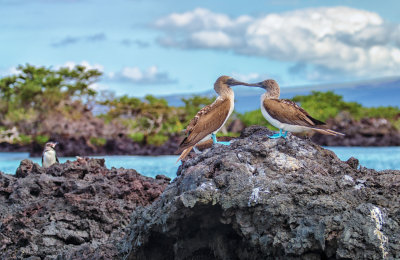 Two Boobies