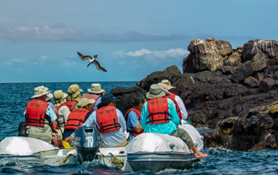 Diving Booby & Photographers