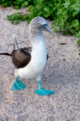 Blue-Foot Booby 