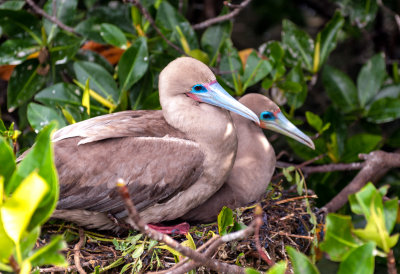Nesting Red-footed Booby