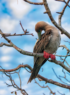 Red-footed Booby