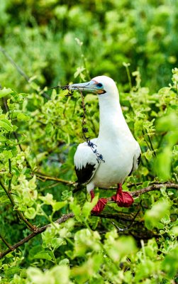 Red-footed Booby (White coloring)