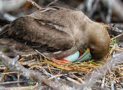 Red-footed Booby and egg