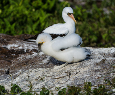 Nazca Booby and chick