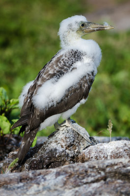 Nazca Booby chick