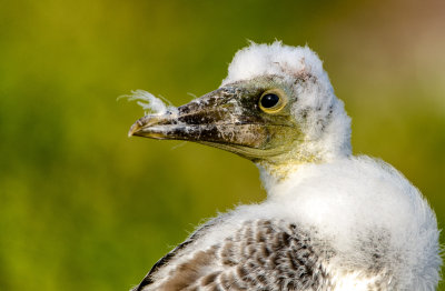 Nazca Booby chick