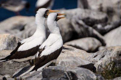 Nazca Boobies