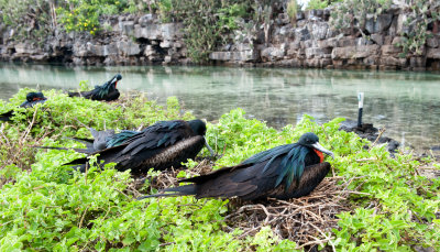 Male Great Frigate Birds