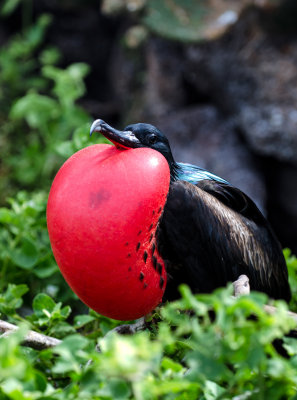 Male Great Frigate Birds