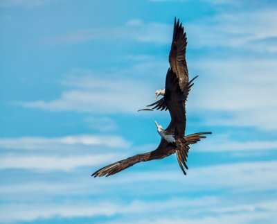 Female Great Frigate Birds