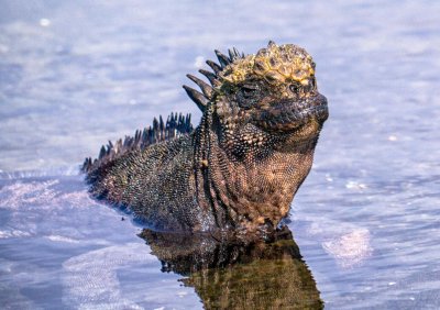 Marine Iguana